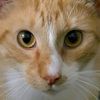 meowchanicsdiy