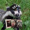movie_badger