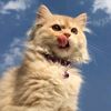 mrtivnip05