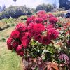 edyii_11