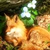 fox_noura