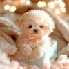 khanh.kim65