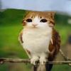 meowl.lover3