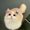 d0ll13_p1nk._.sophiaa