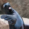 seal17894
