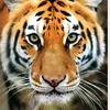naveedfollower