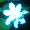 greennight2608