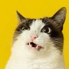 cat205930