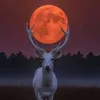 jawad.khan7374