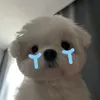 bchfdgvcv