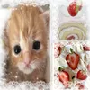 .kitty_bella.3