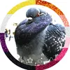 envi_pigeonlord
