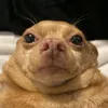 metieubao8