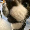 shan.dogs.official