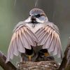 zahid.lazar