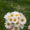 shra2656