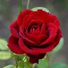 nina.reis885