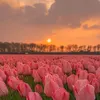 linduss_4