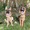 my gsd babies