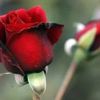 omwassem35