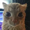 catscatcatscat