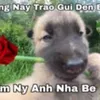 anhmosapbooi