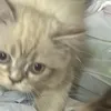 shhhhhhhhaaaaaamm