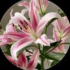 loly.alsheik
