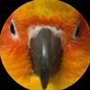 bird_lover317