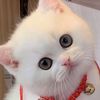kito.newland