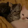 asya_huisoska