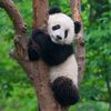 PANDA EDIT