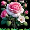 chandani2216
