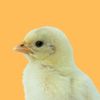 pake ayam