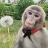 monkeywithflower2