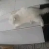wiaushccbhayak