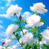 user5584805221018
