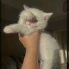 catqueen1215225