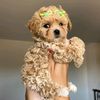 Maltipoo puppies