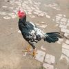 nyinyilwin5391