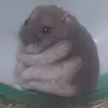 ikari.hamusuta
