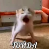 kokosik9829