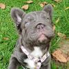 royalfrenchies11