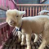 Baba_Farm3