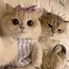ronzy.mou5