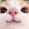 daocongductiktok