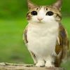 i.ll.joybait.from.now.on