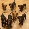 7hotdoggies