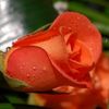 saghir.ahmed918