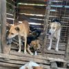kevin.dogs.care.p